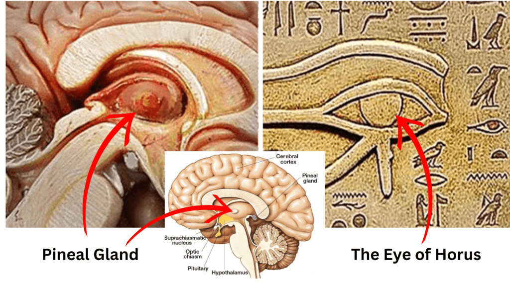 Pineal gland, the Eye of Horus and human brain