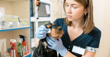 Woman applying ointment to dogs eye area