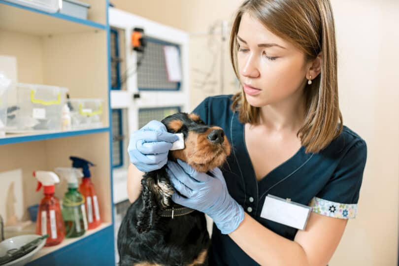 Woman applying ointment to dogs eye area